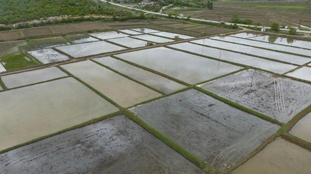 Samsun'da aşırı yağış tarım arazilerine zarar verdi