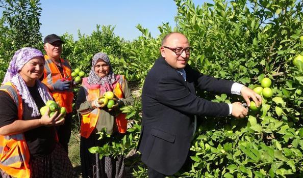 Limonun başkenti Mersin'de hasat zamanı: 1 milyon tondan fazla üretiliyor, dünyanın dört bir yanına ihraç ediliyor