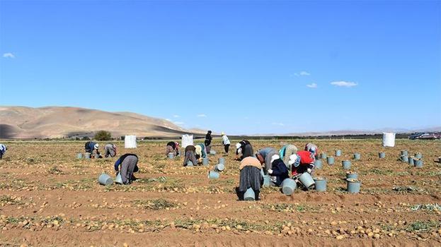 Bayburt'ta hasat zamanı! 'Geçen yılki mahsulden daha fazla'