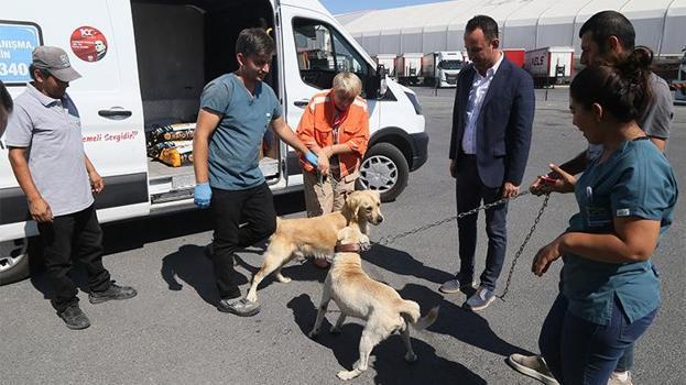 İstanbul'da 176 sokak köpeği bekçi köpeği oldu