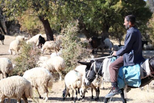 Elazığ'da çobanlara teklif edilen maaş dudak uçuklattı!