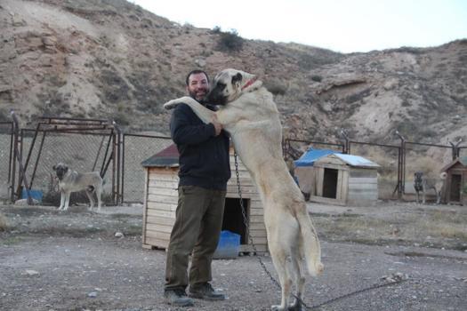 Küresel ısınma Kangalların rengini değiştirdi