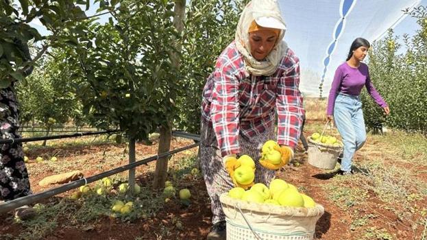 Doğanşehir'de elma hasadı başladı! Kilosu 10 lira