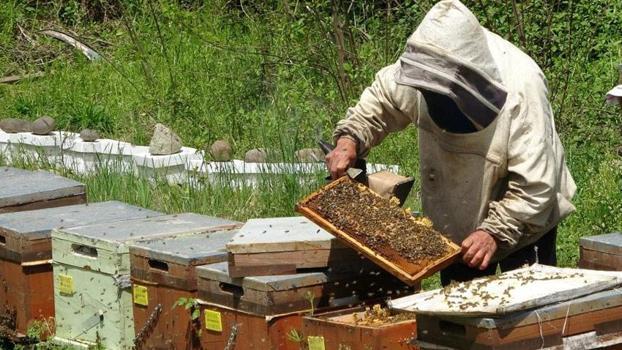 Ordu'da 1 kilo balın arıcıya maliyeti 128 TL: 250 liradan ucuz olan ürünler bal diye satın alınmamalı