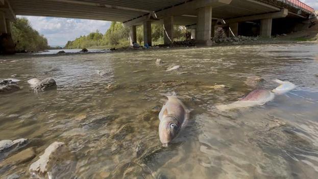 Muş'un Karasu Nehri'nde balık ölümleri başladı