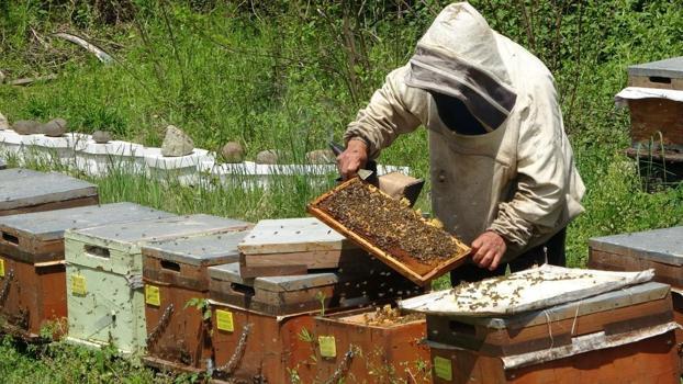 250 liranın altında satılan balların hepsi sahte! İnsan sağlığı hiçe sayılıyor