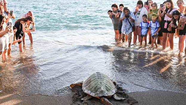 Antalya'da yaralı 2 caretta caretta tedavi ve rehabilitasyon sonrası denize bırakıldı