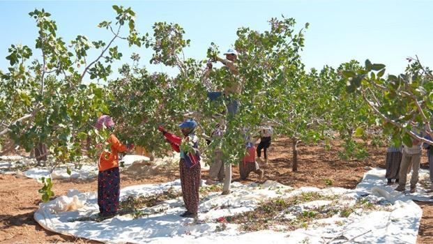 Mardin'de 20 bin dönümlük alanda fıstık hasadı başladı