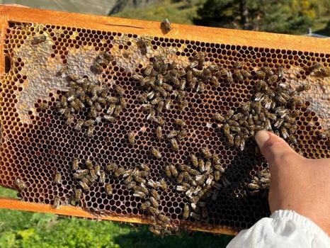 Köylüler ummadıkları sonuçla karşılaştı! Artvin'de keşfedilen bal gelir kapısı oldu