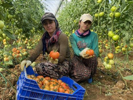 Antalya'da sera domatesinin ilk hasadı yapıldı