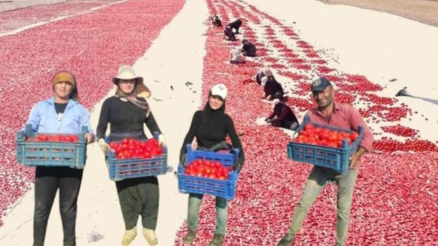 Yozgat'ta bozkırda kurutulan domatesler işlendikten sonra yurt dışına gönderiliyor