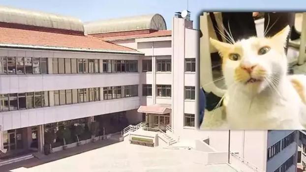 Kedi Faruk'un camdan itilmesine ilişkin dava da istenen ceza belli oldu