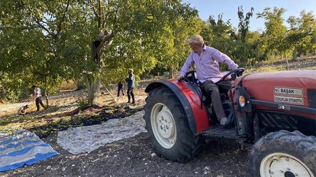 Cevizin kilosu 25 liradan satılıyor! 'Bu yıl cevizimiz bol'