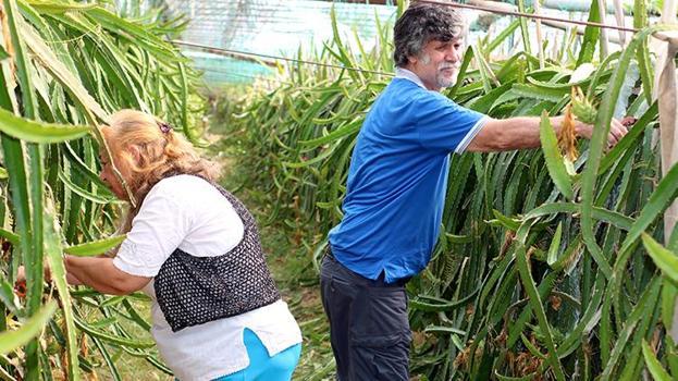 Antalya'da öğretmen çift emekli olduktan sonra ejder meyvesi üretmeye başladılar