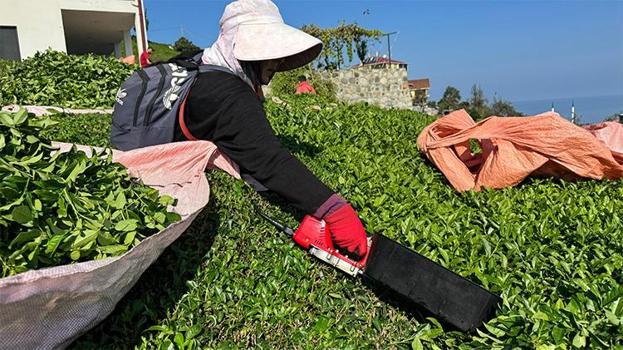 Rize'de çayda 4. sürgün geldi, üreticinin yüzü güldü