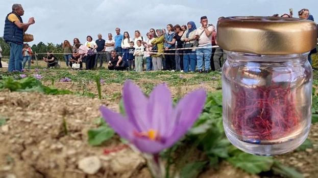 Karabük'te mucize bitki çiçek açmaya başladı! Kilogram fiyatı 320 bin TL'den satılıyor