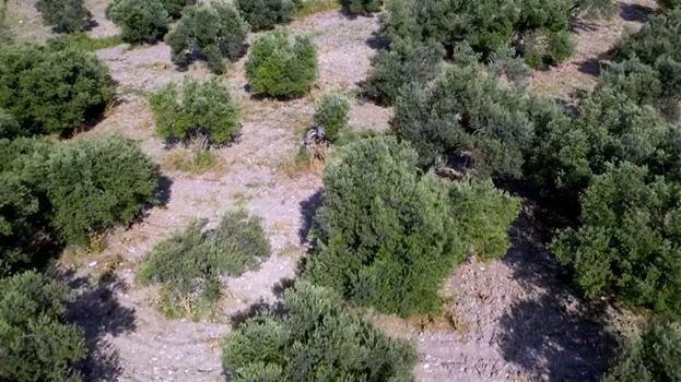 Ege Bölgesi'nde hasat başladı! Zeytin dünyanın dört bir yanına ihraç ediliyor