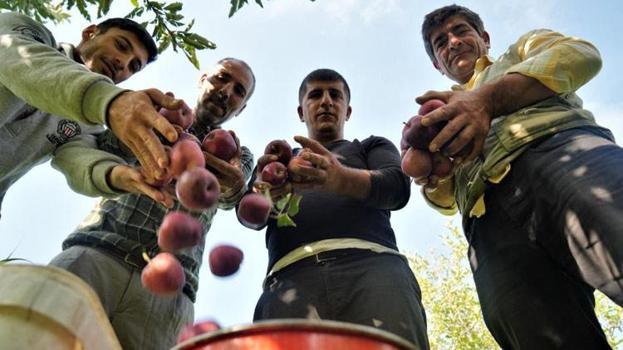 Muş'ta düzenlenen törenle hasat başladı! 25 milyon lira gelir bekleniyor