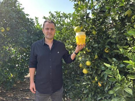 Hatay'da Akdeniz meyve sineğiyle mücadele sürüyor