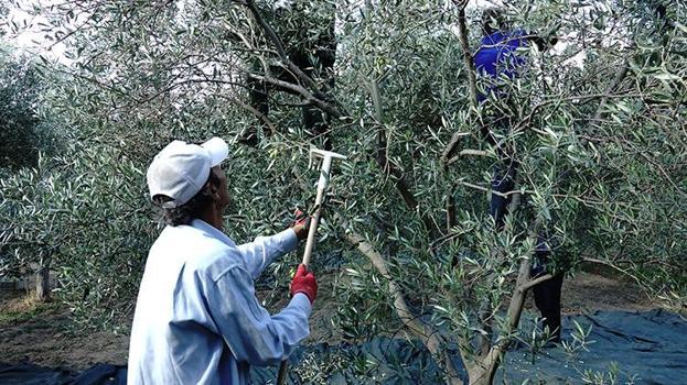 Balıkesir'de üreticilere kötü haber! Bu sene maalesef olmadı, fiyatlara yansıyacak