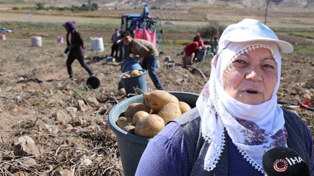 Sofraların vazgeçilmezi patates tarlada 2, pazarda 10 lira!  'Onlar kazanıyor ama çiftçi zararda'