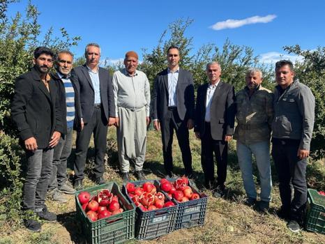 Adıyaman'da nar hasadı başladı! 15 bin ton rekolte bekleniyor