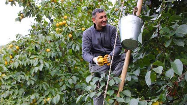 Bu köyde başka meyve yetiştirilmiyor: Dalında 15, kurusu 250 lira! Amasya'nın 'Sarı altın'ı yurdun dört bir yanına dağıtılıyor