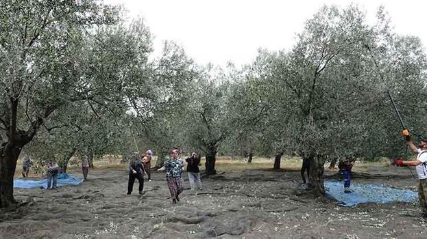 Bu yıl zeytinde 750 bin sofralık zeytin rekoltesi bekleniyor