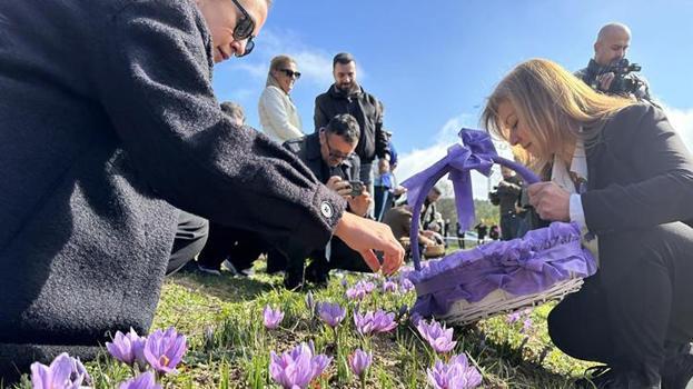 Safranbolu'da safran hasadı şöleni: ‘Dünyanın en pahalı baharatı'nı hasat etmek için soluğu tarlalarda aldılar