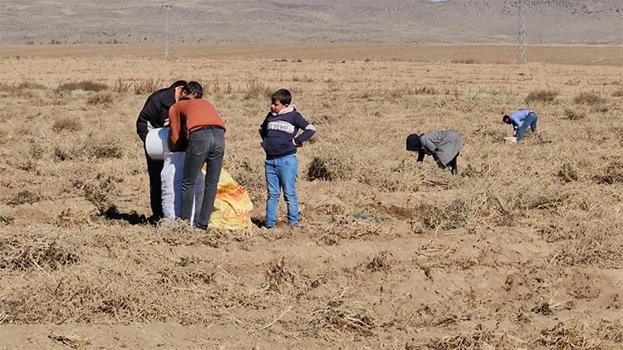 Bitlisli çiftçi patatesleri bedava dağıttı! Vatandaşlar akın etti