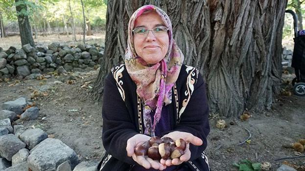 Isparta'da 800 yıllık ağaçlardan kestane hasadı! Tamamı koruma altında, bölge halkına gelir sağlıyor