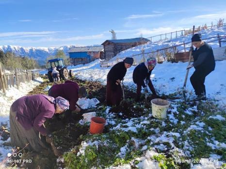 Artvin'e bu yıl kar erken yağdı! Patates hasadı kar altında yapıldı