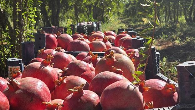 Şanlıurfa'da üretiliyor, dünyaya ihraç ediliyor