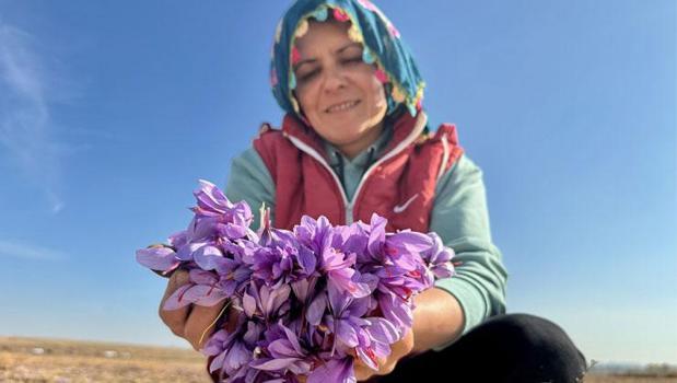 Dünyanın en pahalı baharatının hasadı Eskişehir'de başladı!