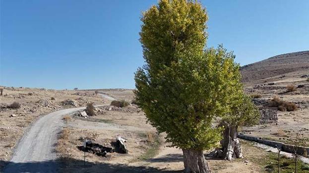 Kayseri'de asırlık Andon Kavakları yıllara meydan okuyor