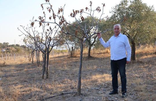 Ege'de kuraklık etkisini artırdı! Ağaçlar kurumaya başladı