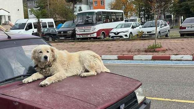 4 yıl önce sahiplendiği köpeğini bu şekilde gezdiriyor: Binnaz'ın sıra dışı seyahatini görenler çok şaşırıyor