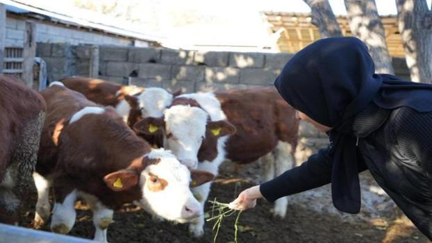 Gıda mühendisi anne devlet desteğini aldı, 30 yaşında besici oldu!