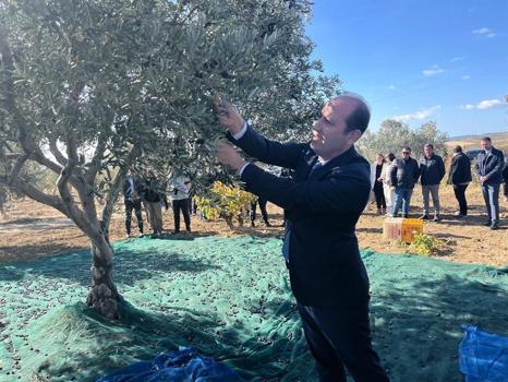 Tekirdağ'da zeytin hasadı başladı!