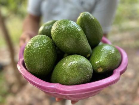 Hatay'da bereketli avokado hasadı başladı