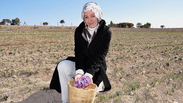 Stajdayken tanıştığı safra bitkisinin üreticisi oldu: Dünya piyasasında safrana olan talep fazla