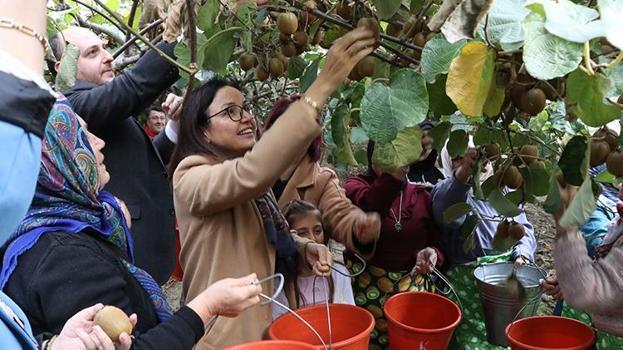 Yalova'da coğrafi işaretli kivinin hasadı başladı