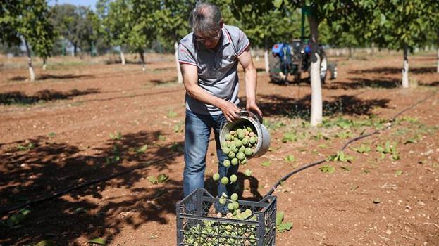 Mühendisliği bıraktı, memleketine döndü! Devlet desteği ile başladığı işinde şimdi tonlarca üretim yapıyor