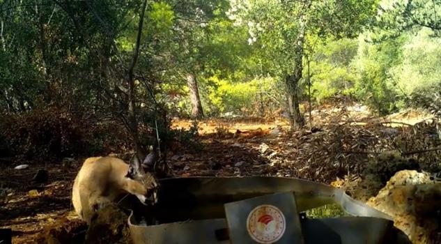 Yabani kedi karakulak su içerken fotokapana takıldı