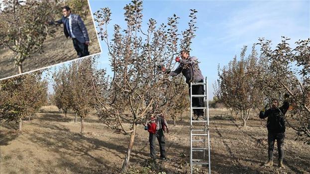 Erzincan'da genetik miras korunuyor! 'Atadan kalma meyve ağaçları kaybolmayacak'