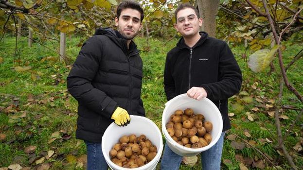 Samsun'da üniversite öğrencilerinin kivi hasadı! Mühendislik için önden hazırlık