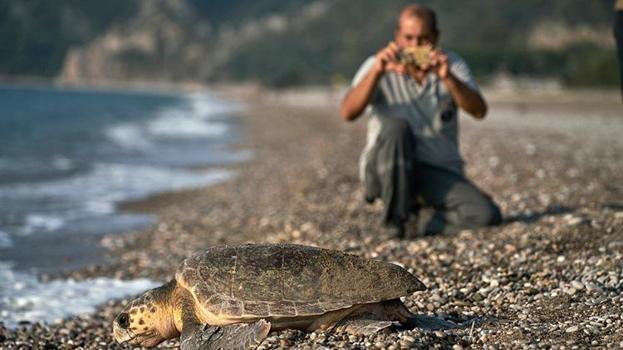 Antalya'da deniz kaplumbağalarında rekor artış: 458 bin 714 yavru denize ulaştı