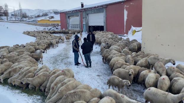 Sivas'ta mahsur kalan çoban ve koyunların imdadına belediye ekipleri yetişti!