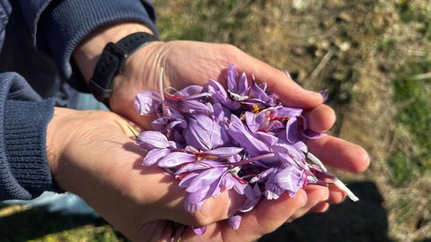 Isparta'da safran bitkisine kadın eli değdi: Üretimi katlanarak artıyor