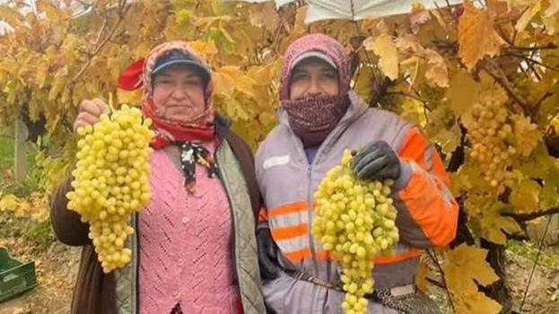 Türkiye'nin üzüm deposu Manisa'da kış aylarına rağmen üzüm hasadı devam ediyor: Üreticinin yüzü gülüyor